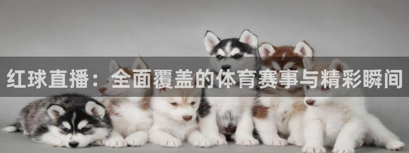 山猫体育电视版：红球直播：全面覆盖的体育赛事与精彩瞬间