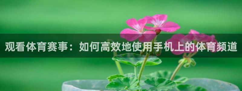 山猫体育在线免费直播：观看体育赛事：如何高效地使用手机上的体育频道